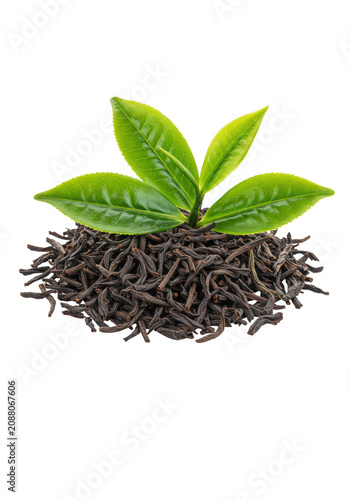 A small pile of loose dried black tea leaves contrasting with vibrant fresh green tea leaves delicately placed on top, against a transparent studio background with copy space, natural tea product
