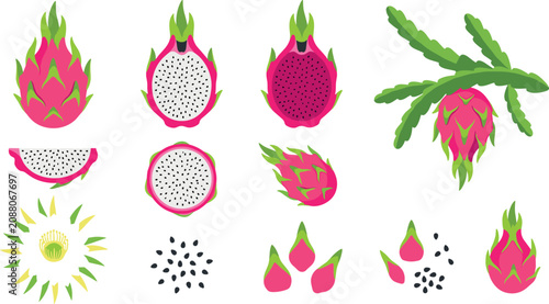 Obraz na płótnie Dragon fruit illustration set featuring whole fruit, sliced pitaya, seeds and tr