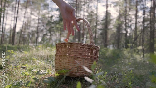 Hand placing freshly picked cloudberries into a woven basket in sunny forest light