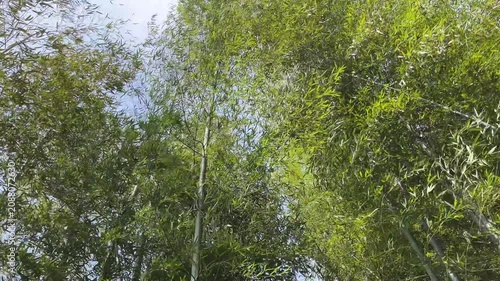 4K Green Bamboo Forest Low Angle China