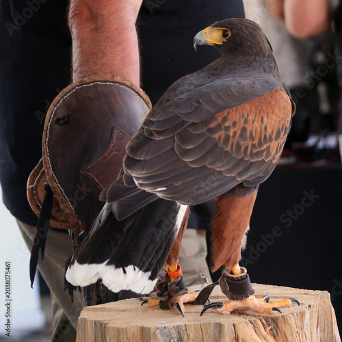 Konstfotografi Bel oiseau de proie posé sur le tronc