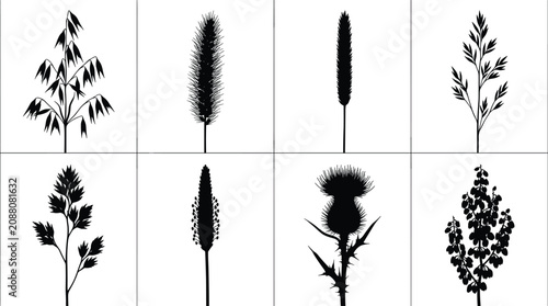 Canvastavla Set of wild grass cereal crops and field plant silhouettes vector illustration i