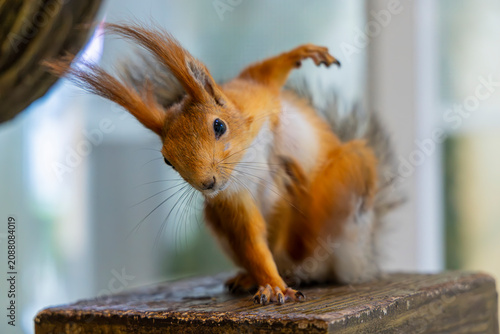 A Eurasian Red Squirrel (Sciurus vulgaris) strikes a dramatic pose with one forepaw raised, resembling a superhero ready to leap into action.