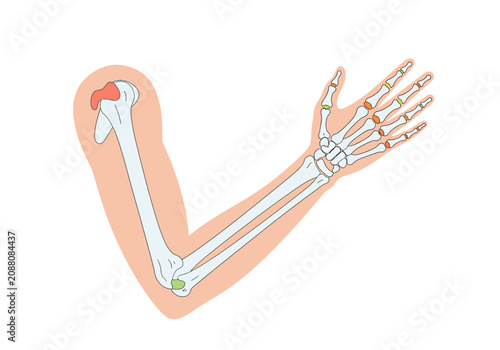 Foto Anatomical illustration of the human arm skeleton and bones.