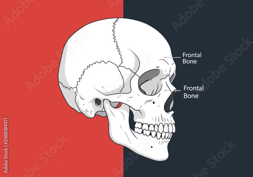 Schilderij op canvas Anatomical illustration of a human skull showing frontal bone detail