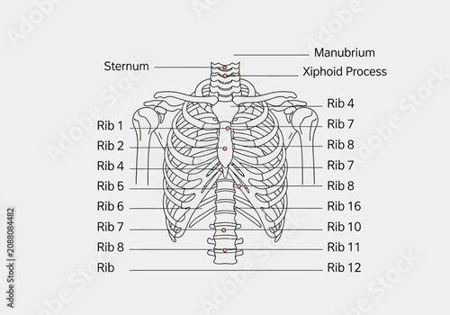Принти на полотні Anatomical illustration of the human rib cage and sternum with labels