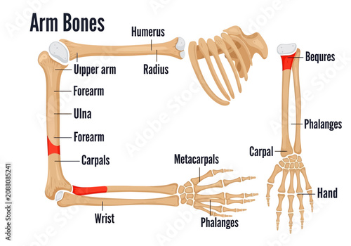 Bild auf Leinwand Anatomical illustration of human arm bones and hand bones.
