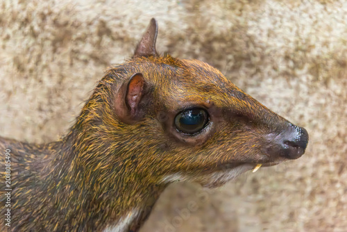 Foto A Greater Mouse Deer (Tragulus napu) stands quietly, displaying its delicate build and cautious nature in a forest setting