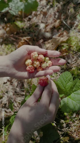 Close-up of hands holding ripe cloudberries in a forest setting with green leaves and soft sunlight