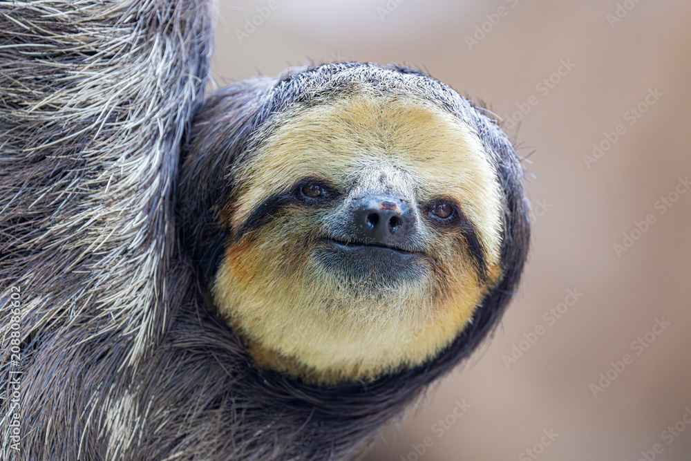 Fototapeta premium A Pale throated Sloth (Bradypus tridactylus) clings to a tree branch, displaying its shaggy fur and slow, deliberate movements.