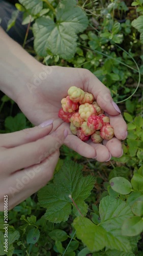 Close-up of hands holding ripe cloudberries in a forest setting with green leaves and soft sunlight
