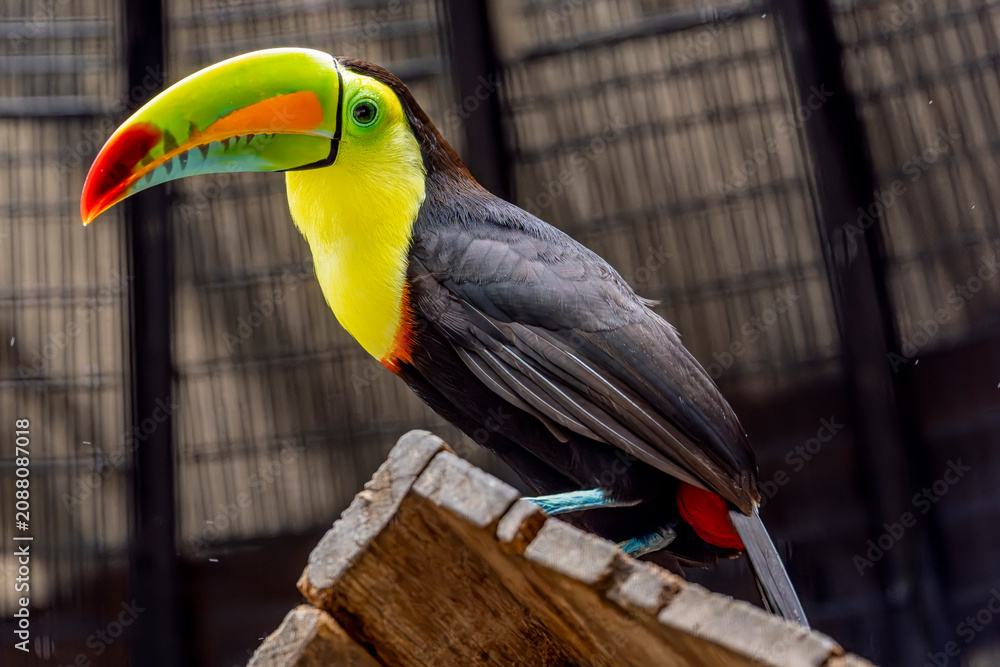 Fototapeta premium A Keel billed Toucan (Ramphastos sulfuratus) perches on a branch, displaying its colorful oversized bill and striking black plumage.