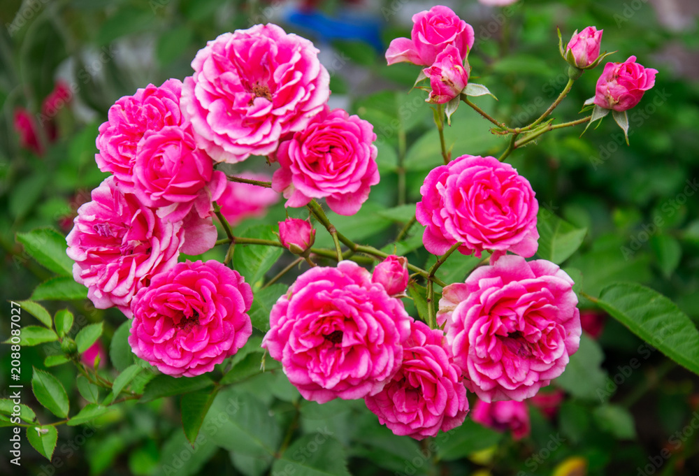 Obraz premium Vibrant cluster of pink roses blooming in a garden on a sunny day