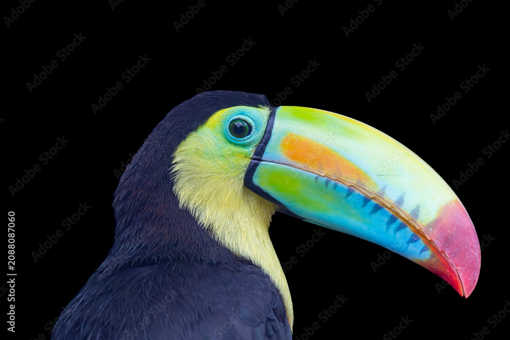 Fototapeta premium A Keel billed Toucan (Ramphastos sulfuratus) perches on a branch, displaying its colorful oversized bill and striking black plumage.