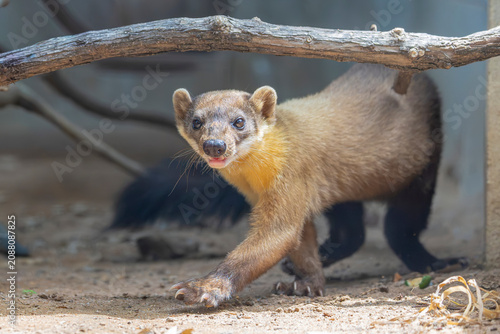 Φωτογραφία The yellow-throated marten  is an Asian marten species