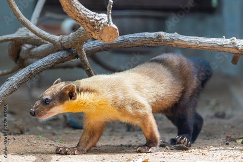 Bild auf Leinwand The yellow-throated marten  is an Asian marten species