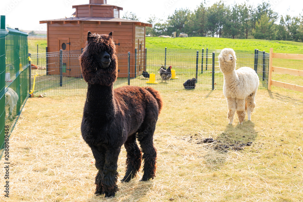 Fototapeta premium Cute alpacas basking in sunlight on a vibrant farm during a clear afternoon