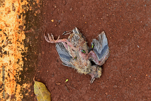 Dead baby bird on the ground, Ribeirao Preto, Sao Paulo, Brazil
