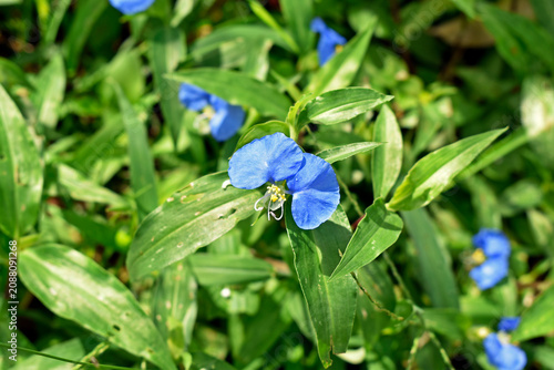 Slender dayflower (Commelina erecta) on garden in Ribeirao Preto, Sao Paulo, Brazil