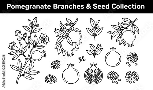 Pomegranate branch and seed line art collection. Minimalist botanical outline illustrations of pomegranate fruit, blooming flowers, and ruby seeds. Vector set