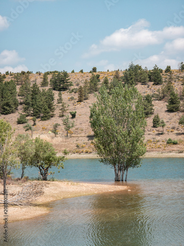 Tree standing in water at reservoir during summer day