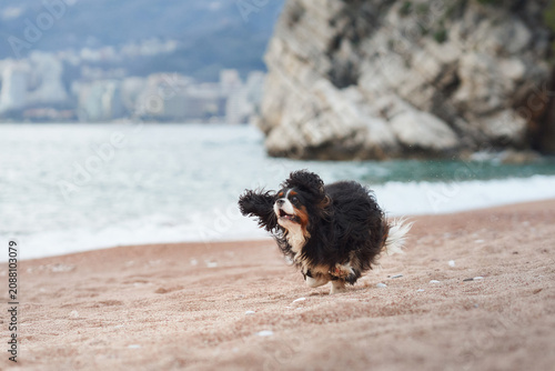 Canvastavla Cavalier King Charles Spaniel dog run and play on the beach near the shoreline