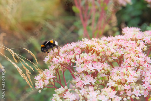 Sedum spectabile with rosy flowers is growing on a plantation. Ornamental plant. Blooming flowers. Autumn cottage garden in sunny day.