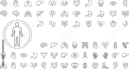 Schilderij op canvas Anatomy organ and skeletal system line icons on white background