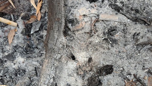 Slika na platnu Top View of Ash and Charred Wood Debris After a Forest Fire