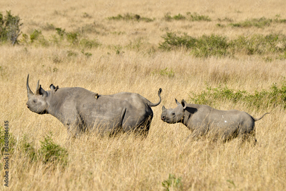 Fototapeta premium Rhinocéros noir,