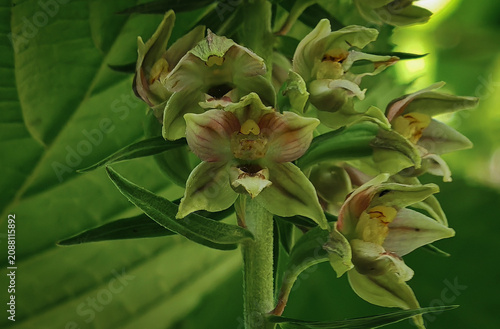 Foto Broad-leaved Helleborine orchid (Epipactis helleborine) flowering in Bükk Nation