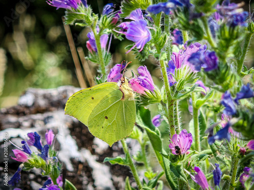Foto Brimstone butterfly (Gonepteryx rhamni) feeding on purple wildflower in the Bükk