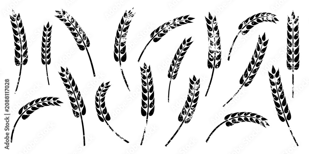 Fototapeta premium Set ears of wheat, rye or barley, agriculture and harvest, black isolated silhouette on white background, vector drawing