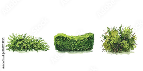 Set of three green bushes and trimmed garden hedge plants for landscaping design