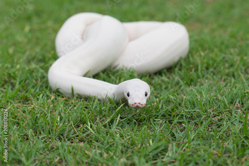 A beautiful white morph Ball Python gliding on fresh green grass, close-up portrait, elegant and exotic concept.