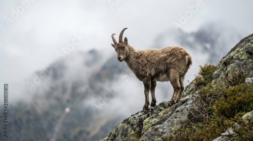 Alpine ibex standing on a rocky mountain ridge with foggy peaks in the background
