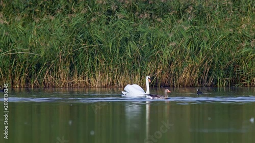 Male Mute Swan Preening While Swimming on Pond at Sunrise | 4K Wildlife