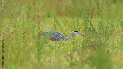 Grey Heron Hunting in Agricultural Landscape During Summer Morning | 4K Wildlife