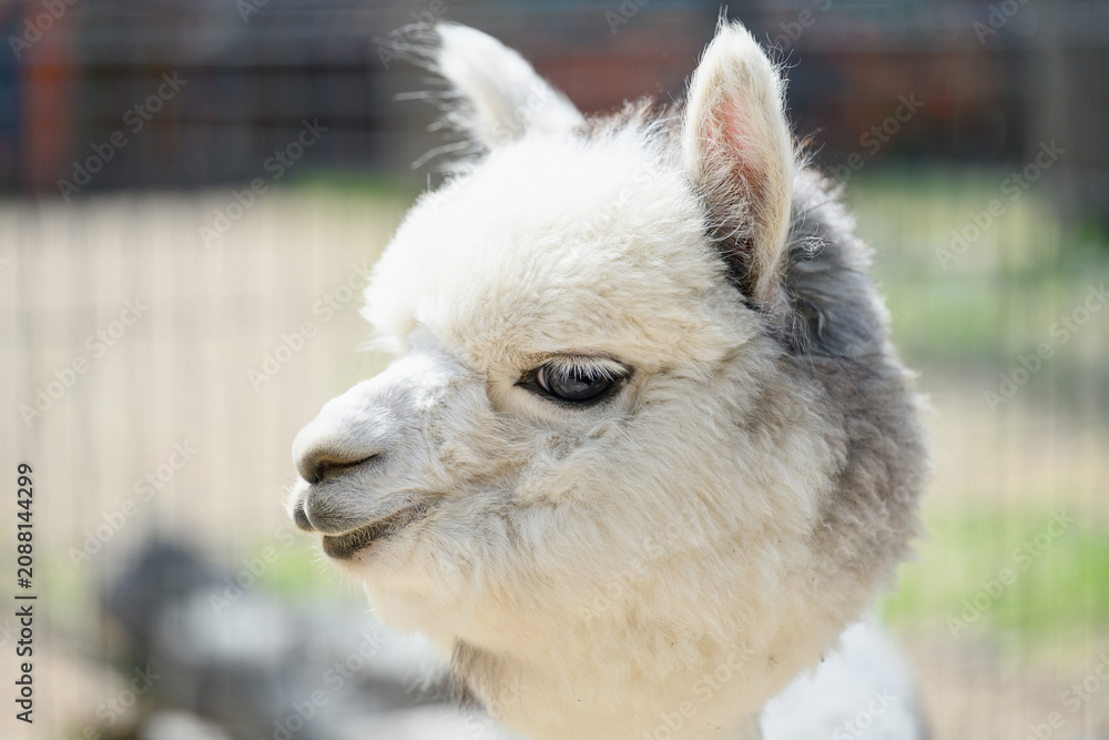Fototapeta premium Side view profile portrait of fluffy white Huacaya alpaca showcasing luxurious thick fleece fur for premium eco friendly wool textiles and raw material processing concept. Zoo, animal protection