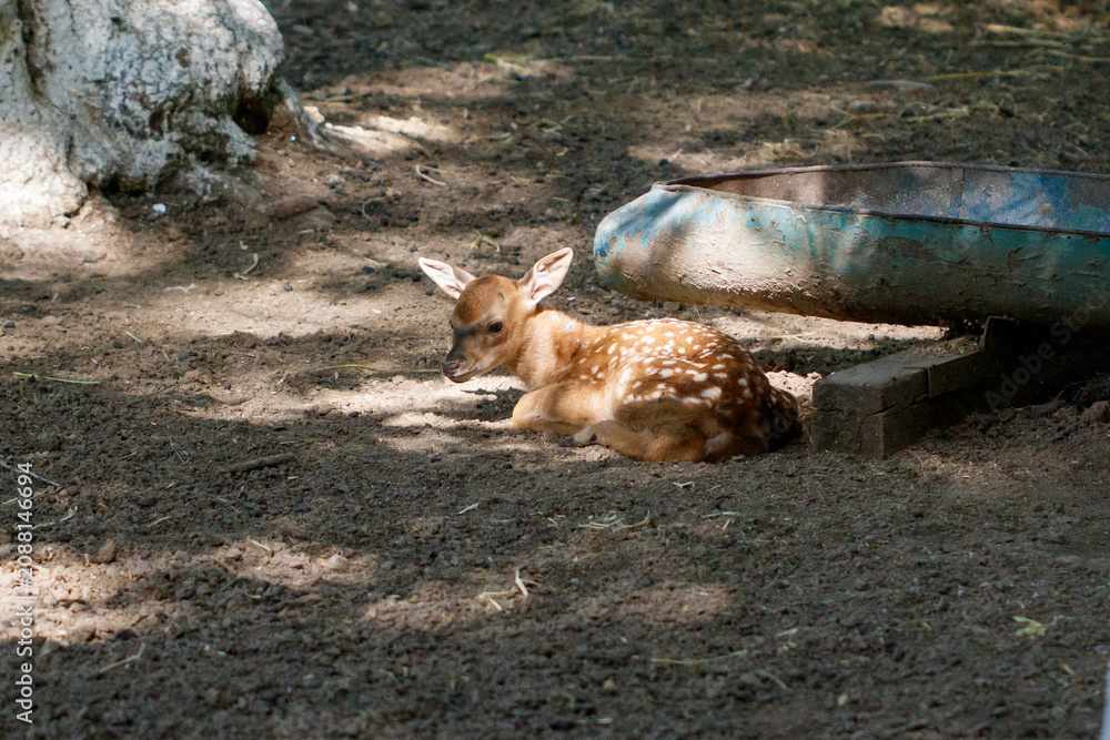 Fototapeta premium Young deer rests on dark, sun-dappled ground
