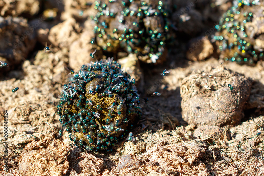 Fototapeta premium Cluster of tiny green flies on dark, textured soil