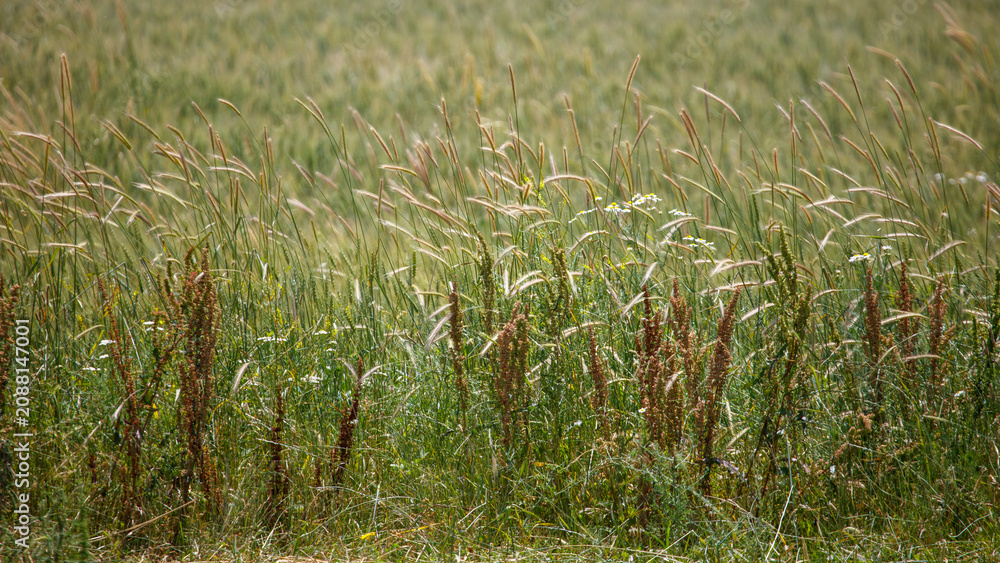 Fototapeta premium Golden grasses sway gently in a sunlit meadow