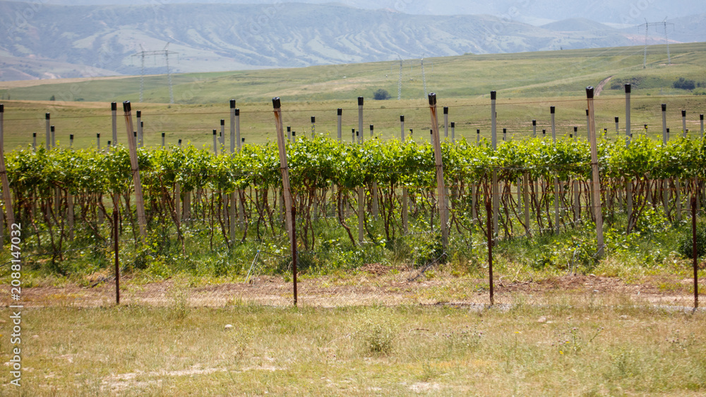 Obraz premium Rows of grapevines grow in a sunlit field