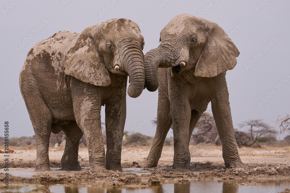 Fototapeta premium Large male African Elephant (Loxodonta africana) at a waterhole in Onguma Nature Reserve abutting Etosha National Park, Namibia