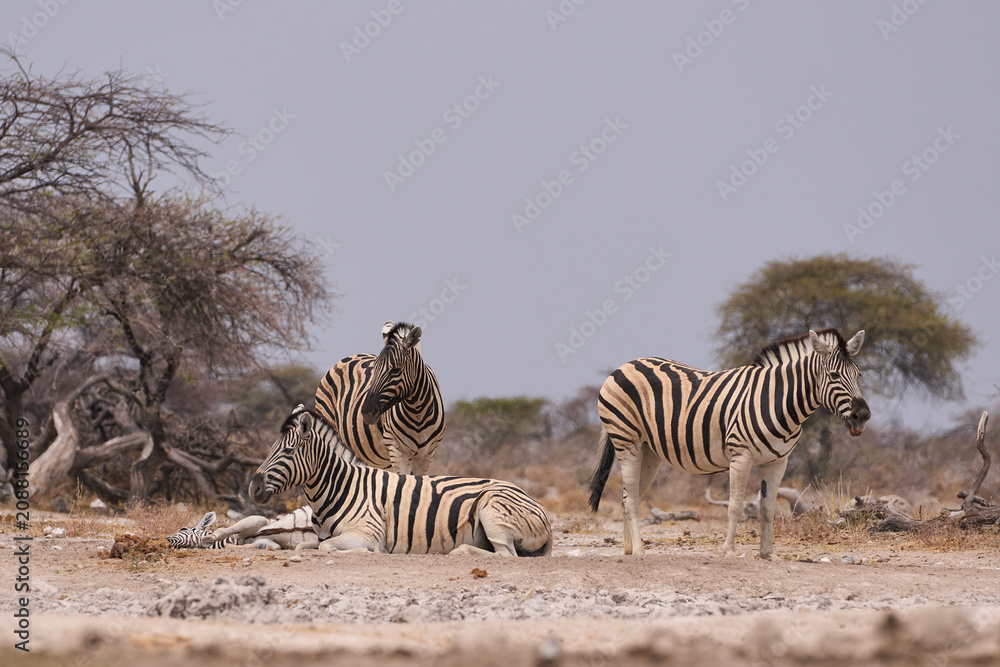 Obraz premium Group of Plains Zebra (Equus quagga) at a waterhole in Onguma Nature Reserve abutting Etosha National Park, Namibia