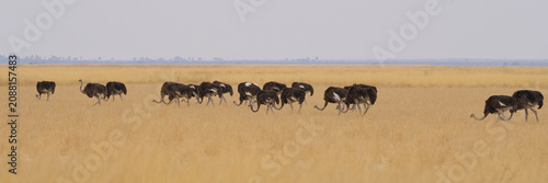 Canvastavla Large group of Ostrich (Struthio camelus) foraging for food amongst the dry vege