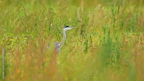 Grey Heron Hunting in Agricultural Landscape During Summer Morning | 4K Wildlife