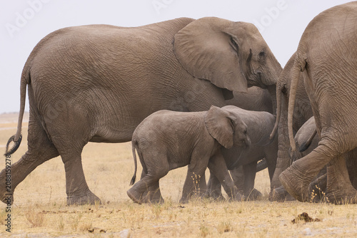 Photography Group of African Elephants (Loxodonta africana) on a grassy plain in Etosha Nati