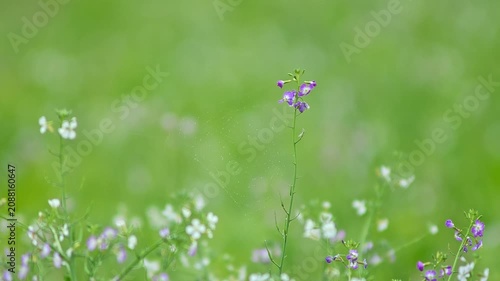 Wildflower Plants Swaying in Meadow Along Rural Field Path in Summer Sunlight | 4K Nature Landscape
