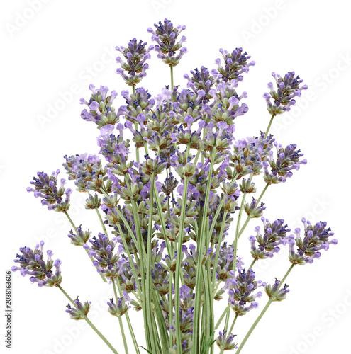 A lush bouquet of blooming purple lavender on green stems on an isolated background